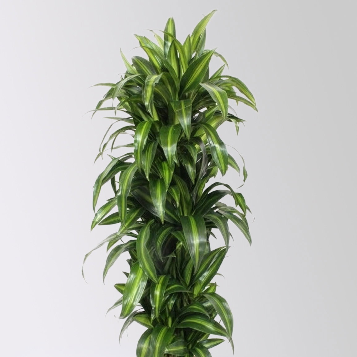 Drachenbaum 'Hawaiian Sunshine', grün-gelb, Topf-Ø 30 cm, Höhe ca. 140 cm