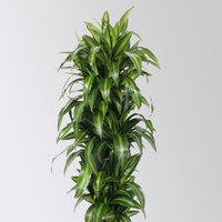 Drachenbaum 'Hawaiian Sunshine', grün-gelb, Topf-Ø 30 cm, Höhe ca. 140 cm