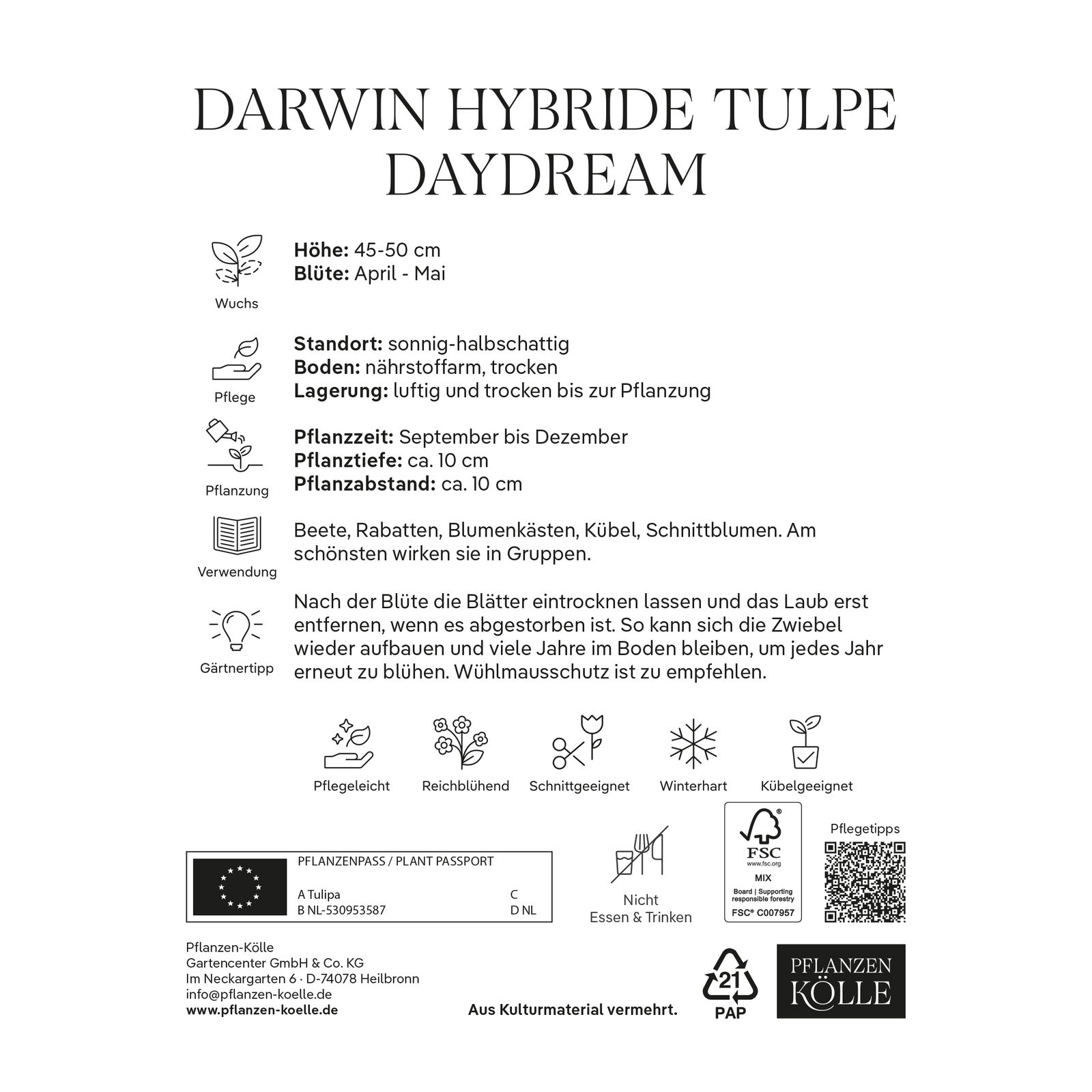Darwin Hybride Tulpen 'Daydream', gelb, 7 Blumenzwiebeln