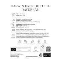 Darwin Hybride Tulpen 'Daydream', gelb, 7 Blumenzwiebeln