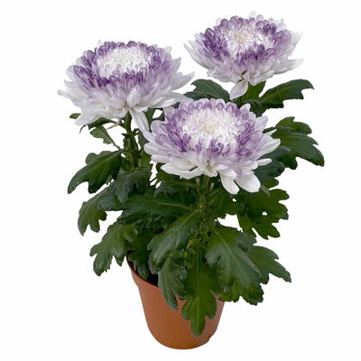 Chrysantheme 'Zembla Make-Upz® Heart Mix, Farben zufällig, Topf-Ø 13 cm, 3er-Set Chrysantheme 'Zembla Make-Upz® Heart Mix, Farben zufällig, Topf-Ø 13 cm, 3er-Set