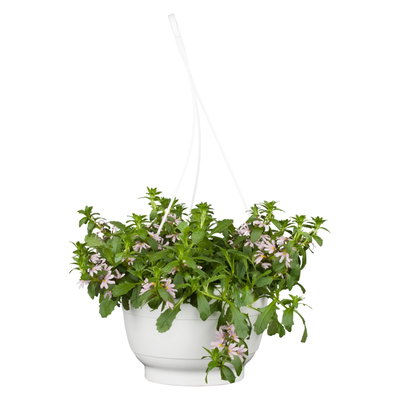 Fächerblume, rosa, Topf-Ø 12 cm, 6 Pflanzen Fächerblume, rosa, Topf-Ø 12 cm, 6 Pflanzen