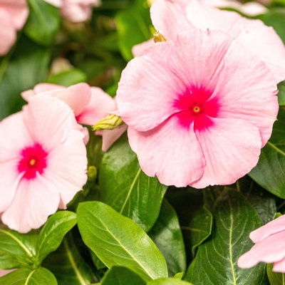 Catharanthus roseus T13 in Farben 'Titan' Master (*) Catharanthus roseus T13 in Farben 'Titan' Master (*)