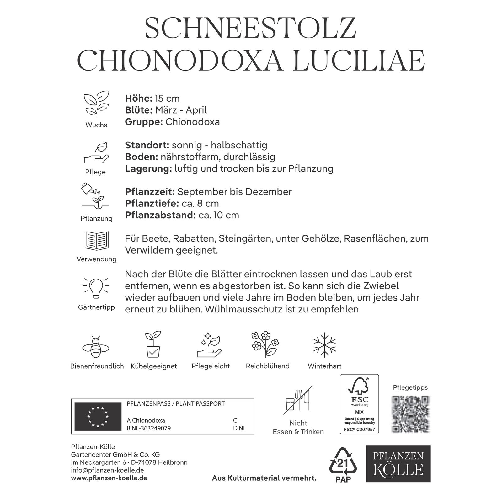 Schneestolz, Chionodoxa Luciliae, 50 Blumenzwiebeln, blau, Größe 5/+