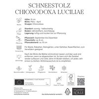 Schneestolz, Chionodoxa Luciliae, 50 Blumenzwiebeln, blau, Größe 5/+