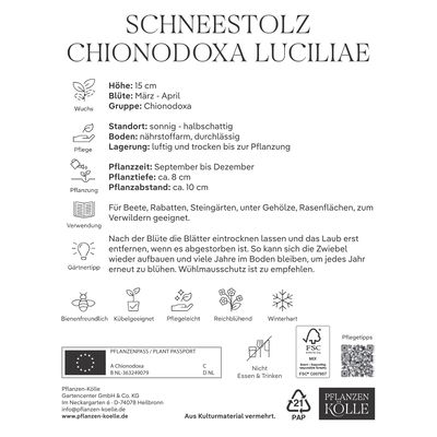 Schneestolz, Chionodoxa Luciliae, 50 Blumenzwiebeln, blau, Größe 5/+