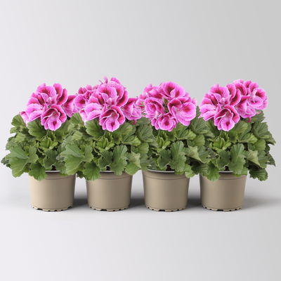 Edelgeranie Bella Donna® 'Don Mario®', lila, Topf-Ø 12 cm, 4 Pflanzen