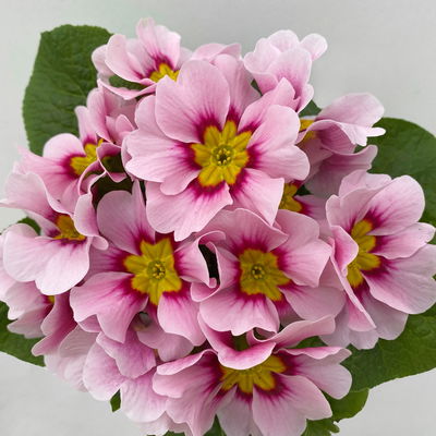 Primel 'Apfelblüte', rosa mit Auge, Topf-Ø 11 cm, 8 Pflanzen