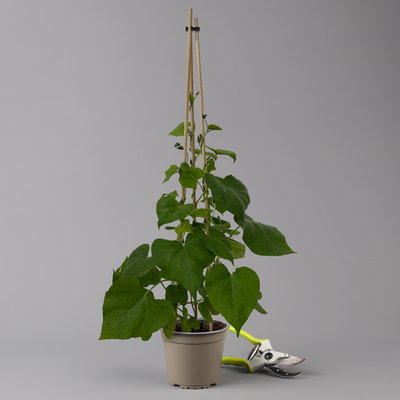 Prunkwinde blau-rosa, Pyramide, Topf-Ø 13 cm, 2er-Set Prunkwinde blau-rosa, Pyramide, Topf-Ø 13 cm, 2er-Set