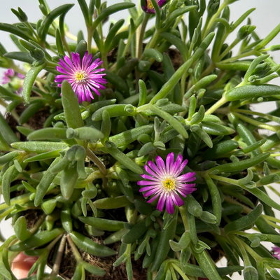 Mittagsblume, Farben zufällig, Topf-Ø 12 cm, 6er-Set