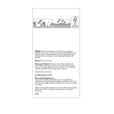 Freesien Einfache Mischung, 10 Blumenzwiebeln