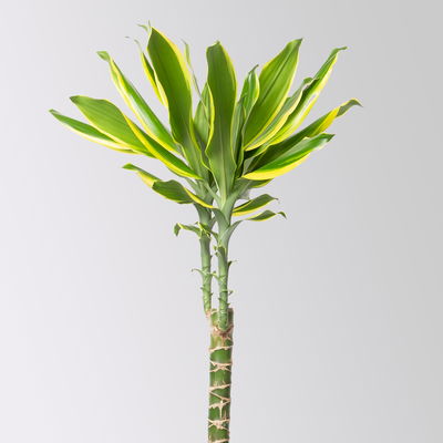 Duftender Drachenbaum 'Gold Dream', Topf-Ø 24 cm, Höhe ca. 140 cm Duftender Drachenbaum 'Gold Dream', Topf-Ø 24 cm, Höhe ca. 140 cm