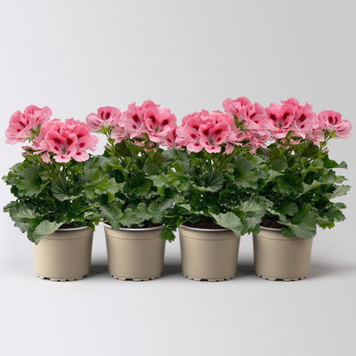 Edelgeranie Bella Donna® 'Don Flamingo®', rosa-rot, Topf-Ø 12 cm, 4 Pflanzen