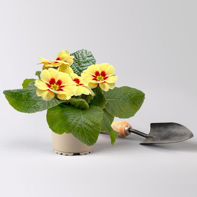 Primel 'Raesberry', Farben zufällig, mit rotem Auge Topf-Ø 11 cm, 8 Pflanzen Primel 'Raesberry', Farben zufällig, mit rotem Auge Topf-Ø 11 cm, 8 Pflanzen