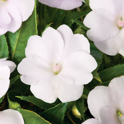 Edellieschen, weiß, Topf-Ø 13 cm, 6 Pflanzen Edellieschen, weiß, Topf-Ø 13 cm, 6 Pflanzen