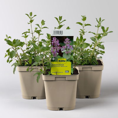 Katzenminze 'Walkers Low', blau, Topf 11x11 cm, 3 Pflanzen