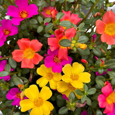 Portulakröschen 'Trio', dreifarbig, Topf-Ø 14 cm, 4 Pflanzen Portulakröschen 'Trio', dreifarbig, Topf-Ø 14 cm, 4 Pflanzen