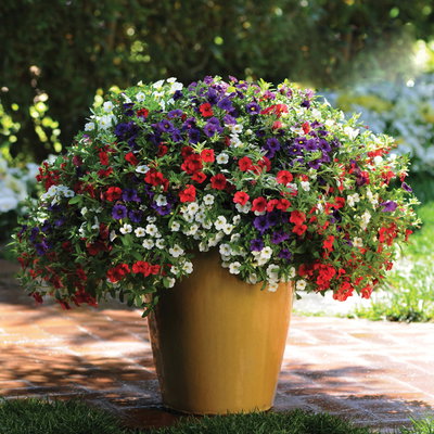 Zauberglöckchen, 'Café de Paris', blau-weiß-rot, TopfØ 12cm, 6 Pflanzen