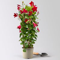 Dipladenie rot, Doppelbogen, Topf-Ø 17 cm,  Höhe ca. 60 cm