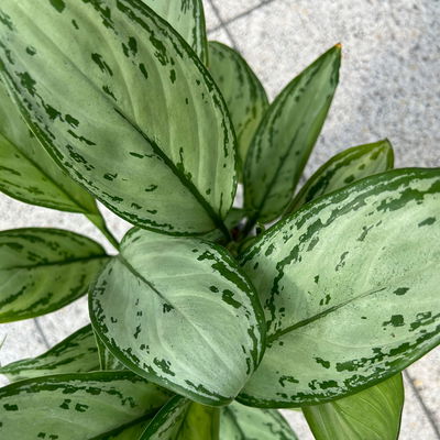 Aglaonema 'Maria Christina', mit Übertopf Dallas weiß, Topf-Ø 12 cm Aglaonema 'Maria Christina', mit Übertopf Dallas weiß, Topf-Ø 12 cm
