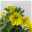 Petunie 'Capella™ 'Hello Yellow' zitronengelb, hängend, Topf-Ø 13 cm, 6er-Set