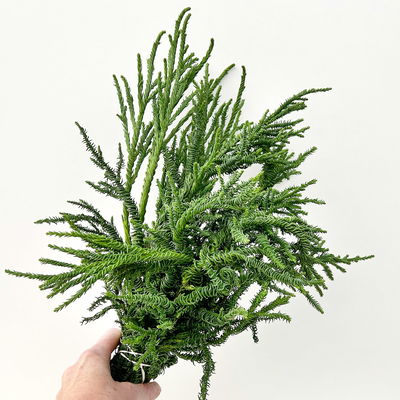 Sicheltanne 'Rasen Sugi' im Handbund, 3 Bund