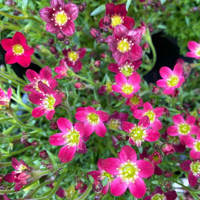 Moossteinbrech rot, Topf-Ø 13 cm, 6er-Set