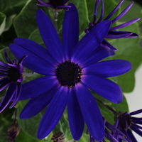 Aschenblume 'Senetti®' blau, Topf-Ø 15 cm, 3 Pflanzen