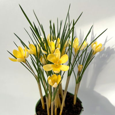 Wild Krokus 'Cream Beauty', hellgelb bis cremeweiß, Topf-Ø 10,5 cm, 6 Pflanzen