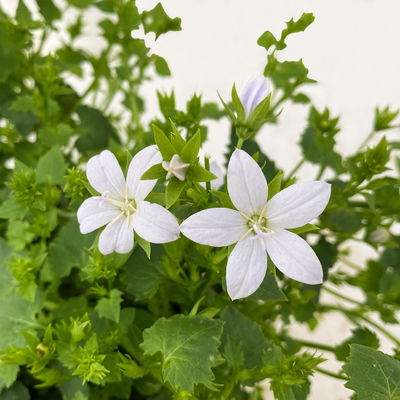 Polster-Glockenblume 'Adansa® White' weiß, Topf-Ø 15 cm, 3er-Set