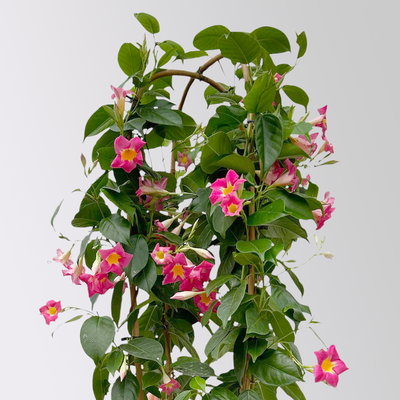 Dipladenie 'Quartz', rosa mit gelb, Doppelbogen, Topf-Ø 21 cm, Höhe ca. 90 cm Dipladenie 'Quartz', rosa mit gelb, Doppelbogen, Topf-Ø 21 cm, Höhe ca. 90 cm