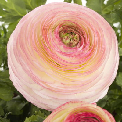 Ranunkel, rosa, Sorte zufällig, Topf-Ø 10,5 cm, 6 Pflanzen