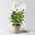 Kölles Beste Flammenblume 'Adessa® White', 3 Liter Topf Kölles Beste Flammenblume 'Adessa® White', 3 Liter Topf