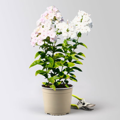 Kölles Beste Flammenblume 'Adessa® White', 3 Liter Topf Kölles Beste Flammenblume 'Adessa® White', 3 Liter Topf