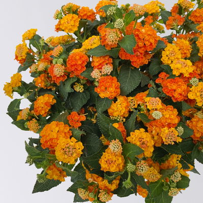 Wandelröschen, orange, Stamm, Topf-Ø 17 cm, Höhe ca. 60 cm