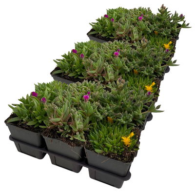 Mittagsblume in verschiedenen Sorten im Mix-Set, Topf 7x7 cm, 3x 6 Pflanzen