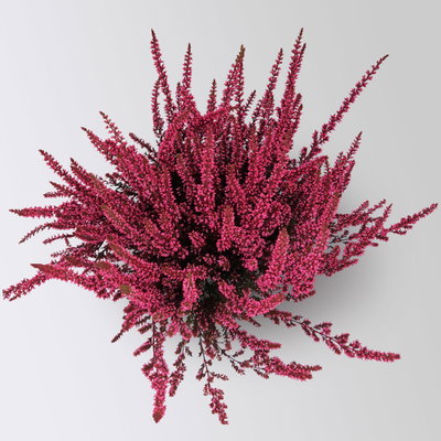 Knospenheide 'Picasso', rot gefärbt, Topf-Ø 12 cm, 6 Pflanzen Knospenheide 'Picasso', rot gefärbt, Topf-Ø 12 cm, 6 Pflanzen