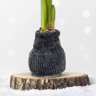 Amaryllis in Wachs, Dekor 'Pulli Cozy Teddy', Farbe zufällig, Blüte rot