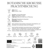 botanische Krokusse 'Prachtmischung', Farbmix, 100 Blumenzwiebeln