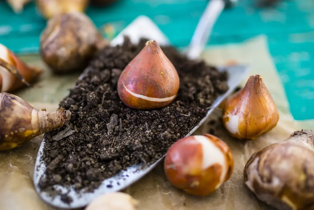 Tulpen Blumenzwiebeln auf einer Pflanzkelle mit Pflanzerde
