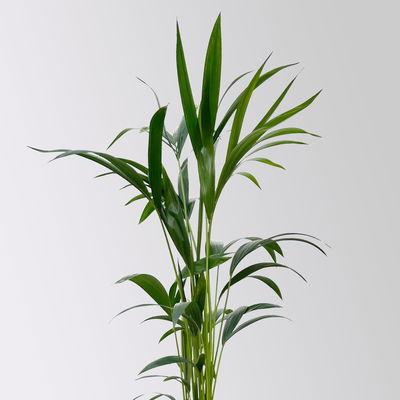 Kentiapalme, Topf-Ø 19 cm, Höhe ca. 90 cm Kentiapalme, Topf-Ø 19 cm, Höhe ca. 90 cm