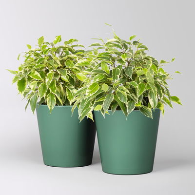 Birkenfeige 'Kinky' in Keramiktopf Dallas seegrün, Topf-Ø 12 cm, 2 Pflanzen Birkenfeige 'Kinky' in Keramiktopf Dallas seegrün, Topf-Ø 12 cm, 2 Pflanzen