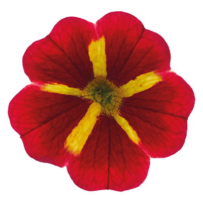 Zauberglöckchen 'Red Kiss' rot, Ampeltopf-Ø 27 cm