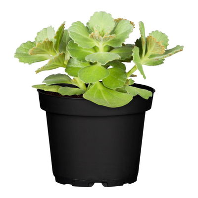 Verpiss-Dich-Katze' blau, Topf-Ø 12 cm, 6er-Set