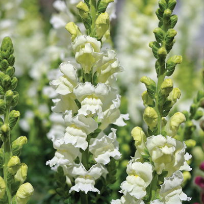 Löwenmäulchen, Farben zufällig, Topf-Ø 12 cm, 6 Stück