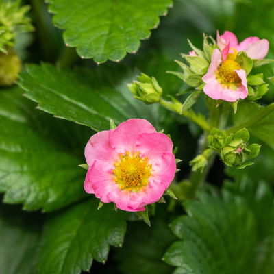 Kölle Bio Erdbeere, Fragaria ananassa 'Toscana', öftertragend, Topf 12 cm