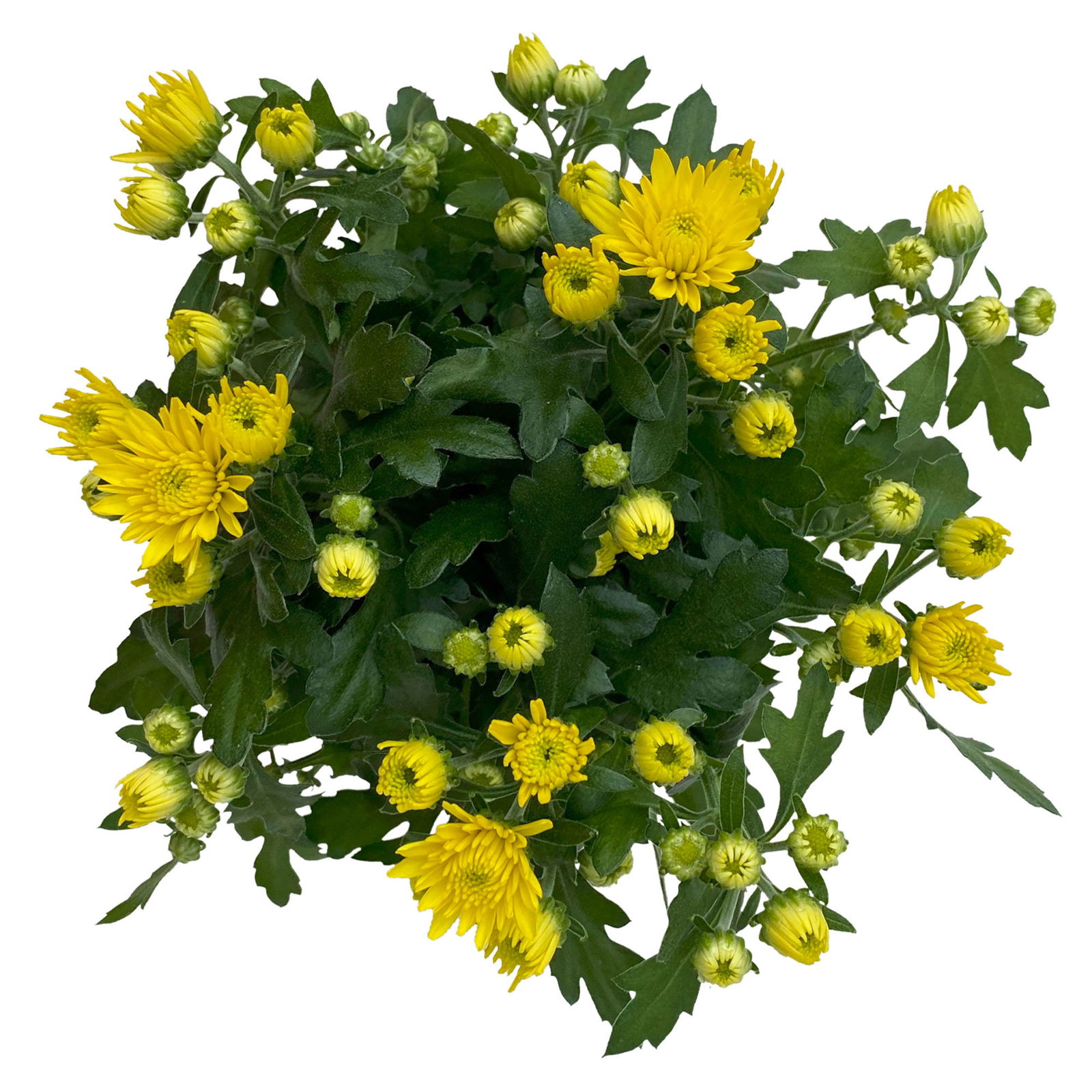 Chrysanthemen gelb, Topf-Ø 10,5 cm, 8er-Set