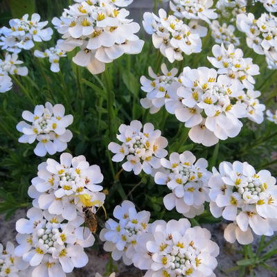 Schleifenblume weiß, Topf-Ø 13 cm, 6er-Set Schleifenblume weiß, Topf-Ø 13 cm, 6er-Set