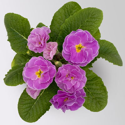 Primel 'PomPom', lila, gefüllt, Topf-Ø 12 cm, 6 Pflanzen