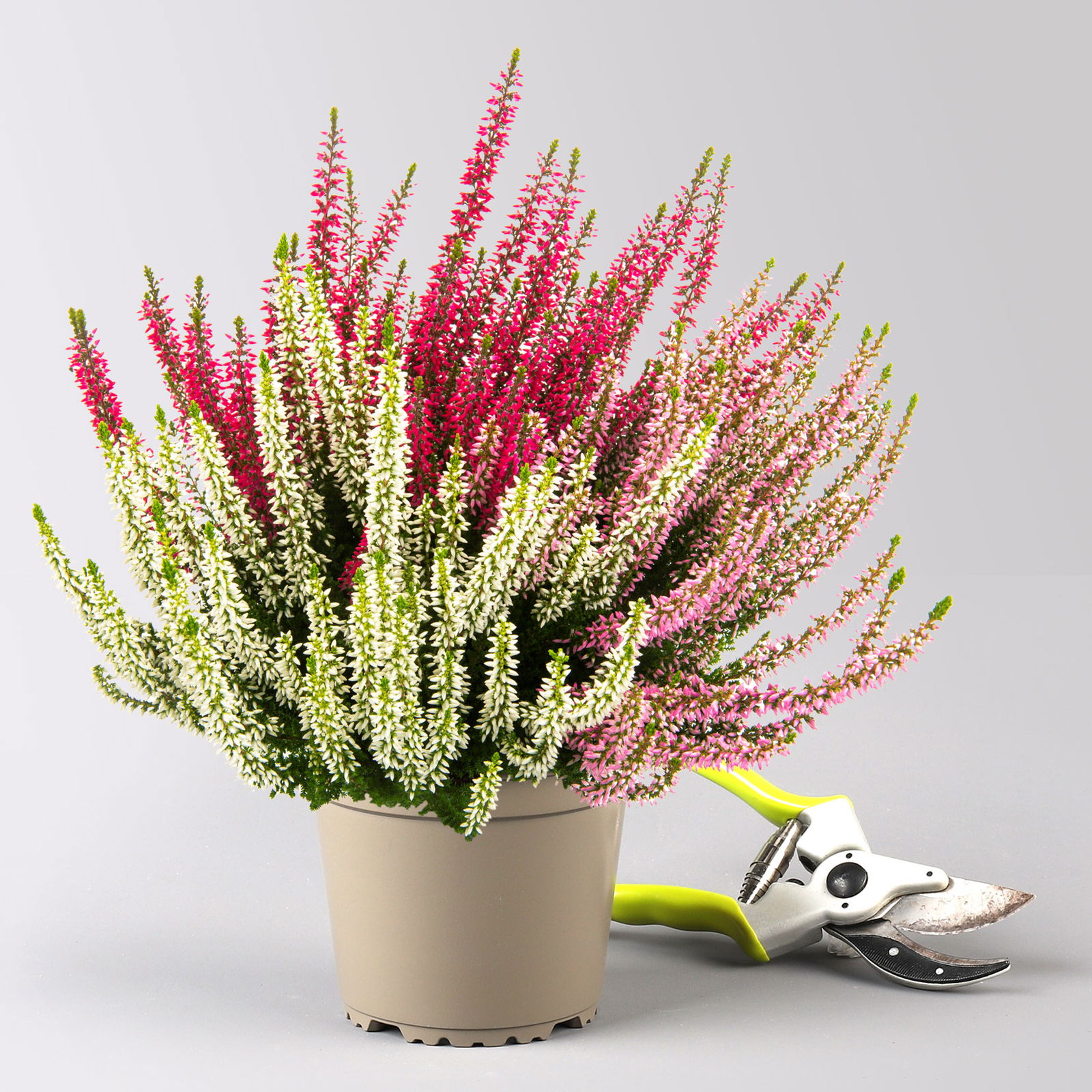 Calluna 'Beauty Ladies® Longlife Ametie' Trio, bunt, Topf-Ø 13 cm, 6 Pflanzen
